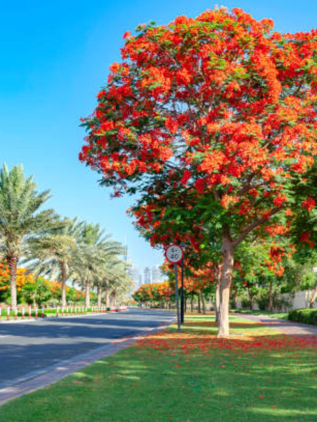 Benefits of Gulmohar Tree or Plant