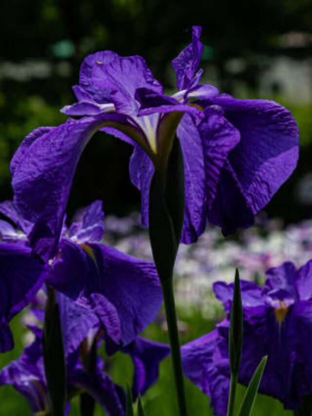 Some important facts about IRIS plant