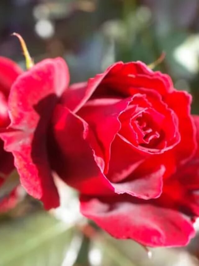 10 TYPES OF ROSES FOR YOUR LOVELY HOME OR GARDEN